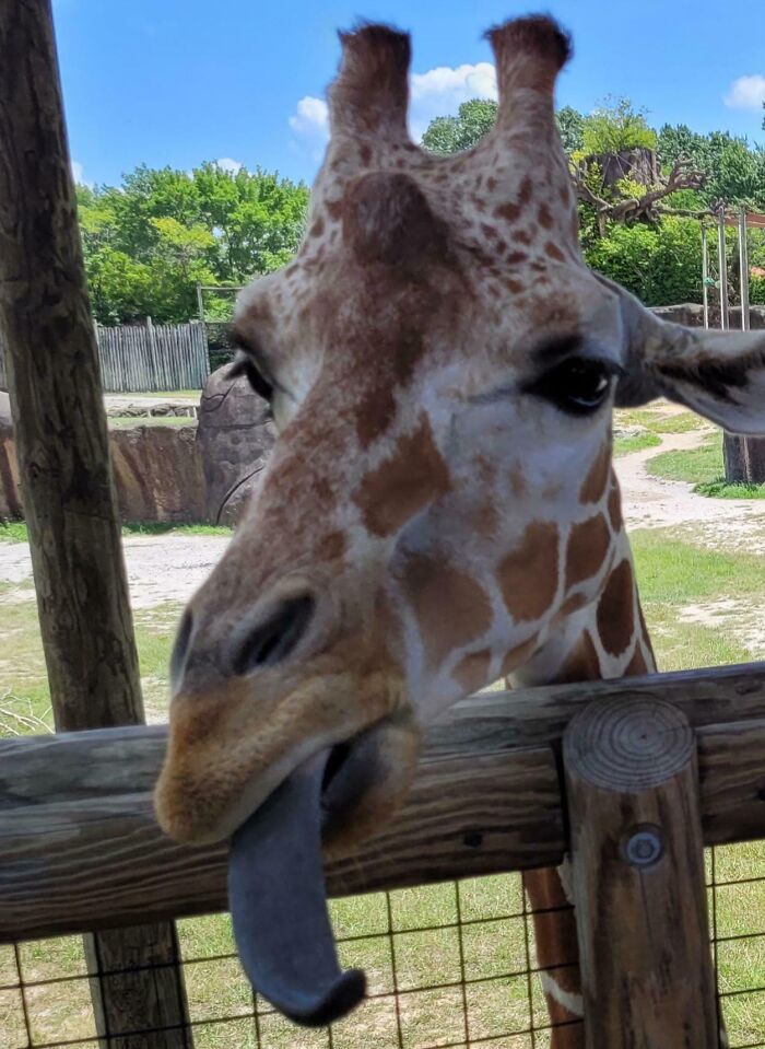 Close-up of a hilariously unphotogenic giraffe with its tongue sticking out behind wooden fence outdoors.