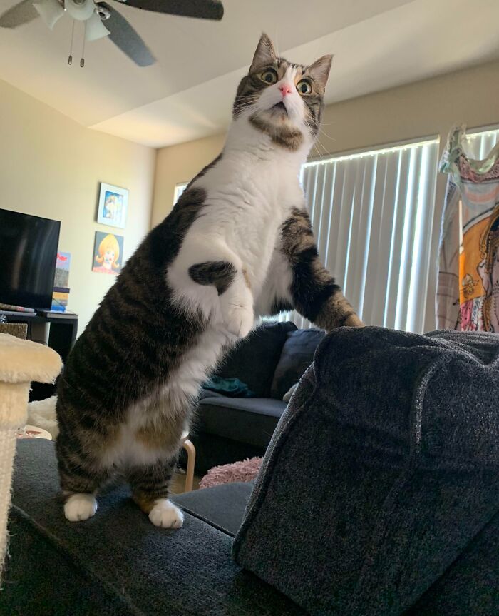 Tabby and white cat standing on a couch with a surprised expression in a living room unphotogenic animal pic.