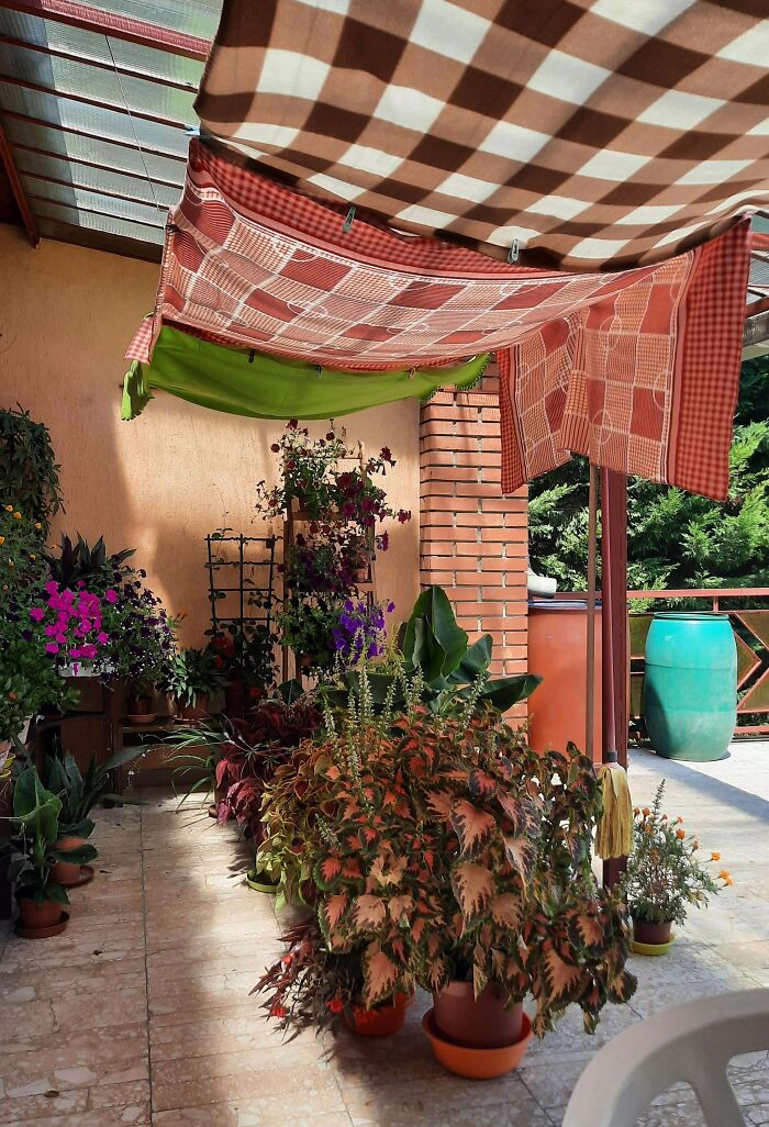 Plantas resguardadas del sol bajo toldos improvisados como consecuencia de las olas de calor veraniegas en patio.