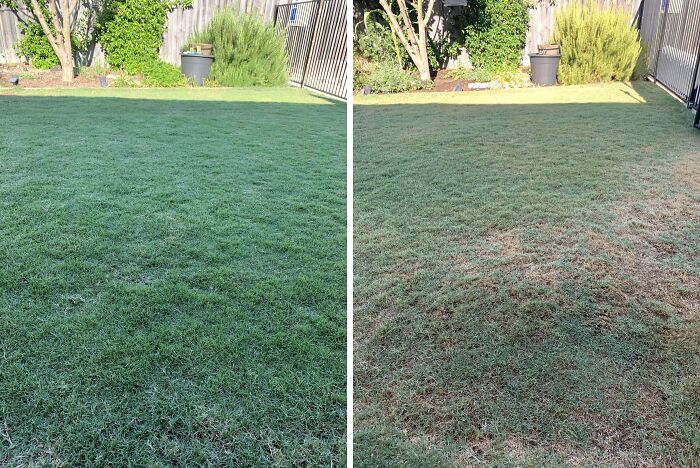 Before And After A Heatwave. We Also Lost 5 Other Plants And A Couple Of Months Of Summer To Go