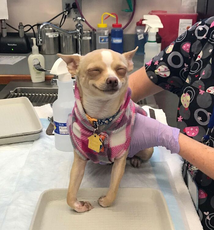 Small dog wearing a pink plaid jacket making a funny face at the vet in a hilarious unphotogenic animal pic.