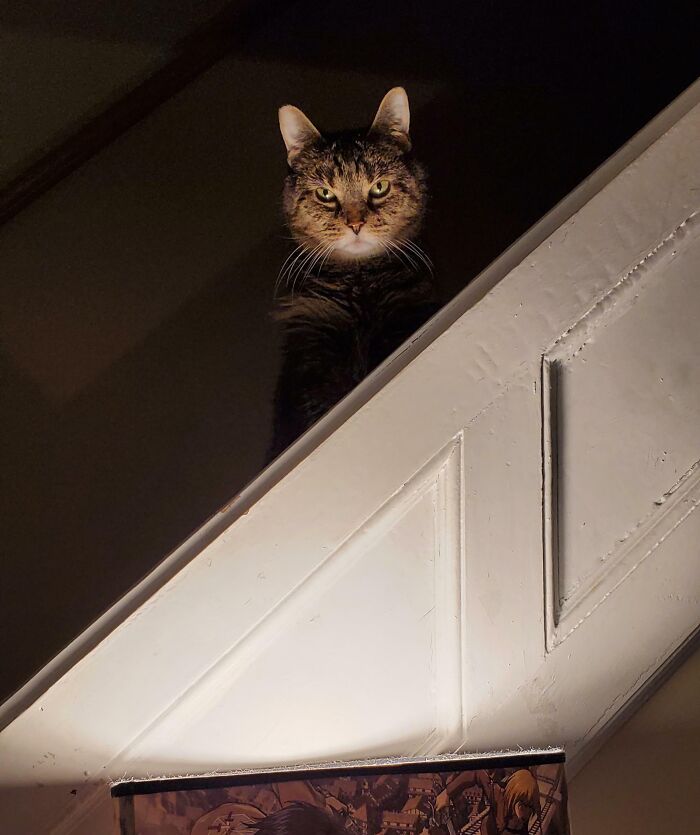 Tabby cat with a serious expression caught in an unphotogenic animal moment on a stairway in dim lighting.