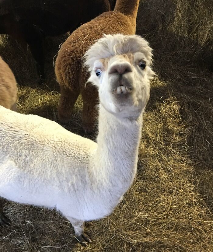 Close-up of a hilariously unphotogenic alpaca with a funny facial expression standing on hay.