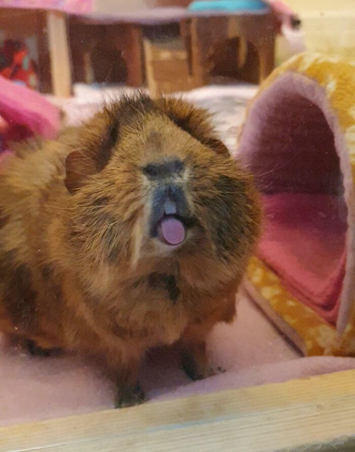 Unphotogenic guinea pig with tongue out in a cozy pet enclosure, one of the funniest unphotogenic animal pics.