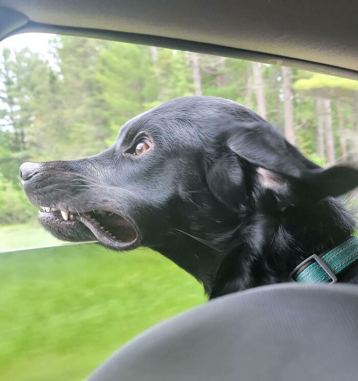 Black dog making a funny unphotogenic face while sticking its head out of a car window on a green background