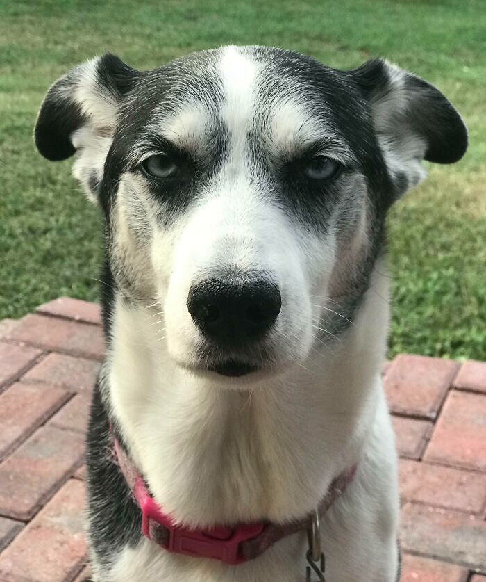 Close-up of a humorous unphotogenic dog wearing a pink collar sitting on a brick patio with grass in the background.