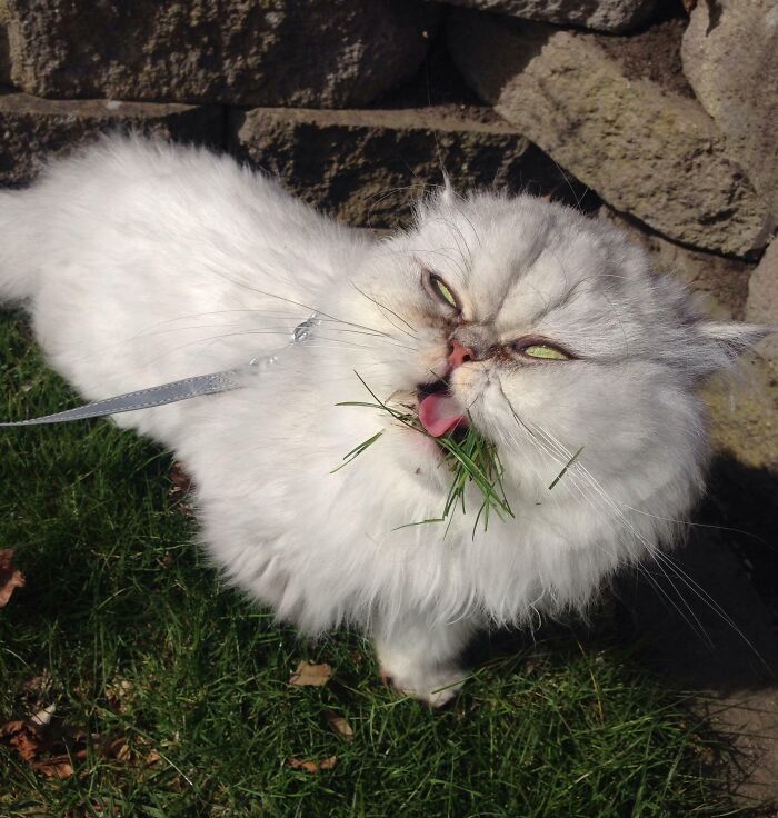 Fluffy white cat making a funny face while chewing grass outdoors, one of the unphotogenic animal pics for laughs.