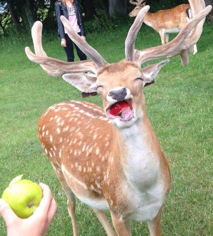 Deer making a funny face while trying to eat an apple, one of the hilariously unphotogenic animal pics outdoors.