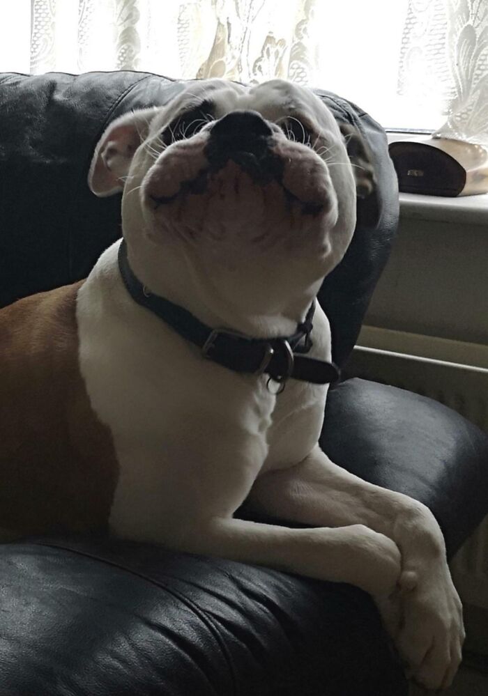 Unphotogenic dog resting on a black couch with a comical expression, one of the unphotogenic animal pics.