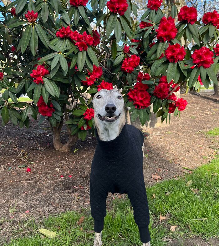 Unphotogenic dog wearing a black sweater standing under a bush with vibrant red flowers in a garden setting.