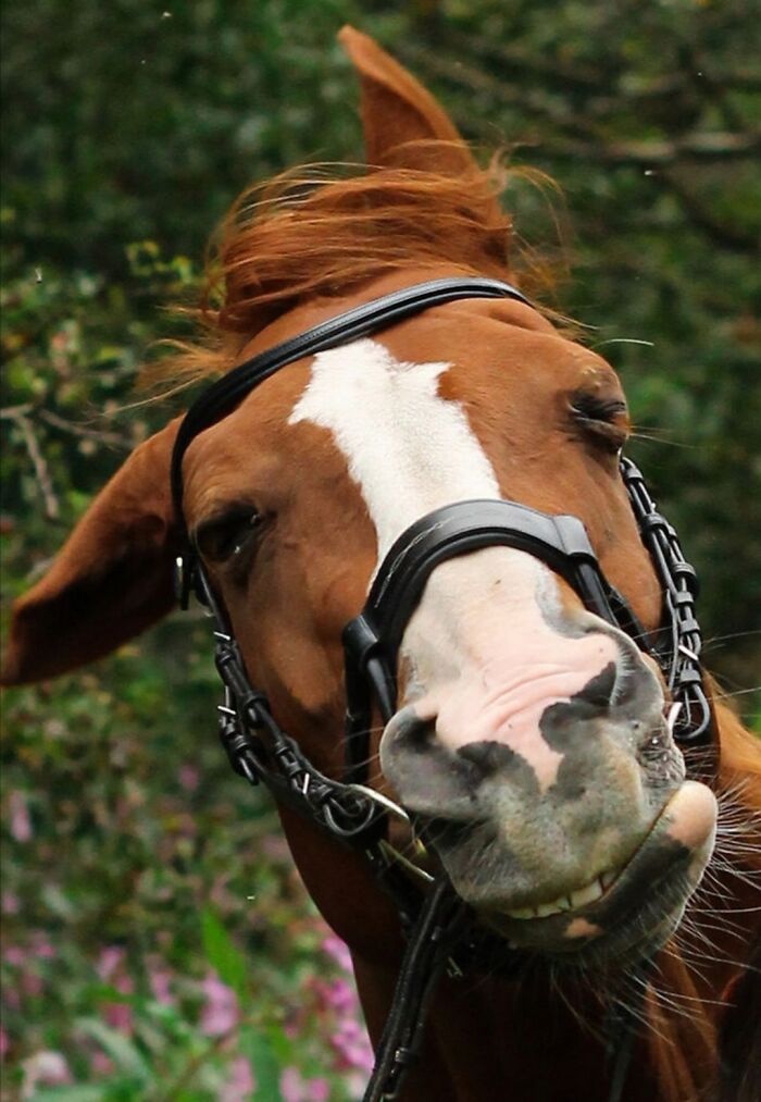 Unphotogenic horse making a funny face with eyes closed and teeth showing in a close-up animal pic outdoors.