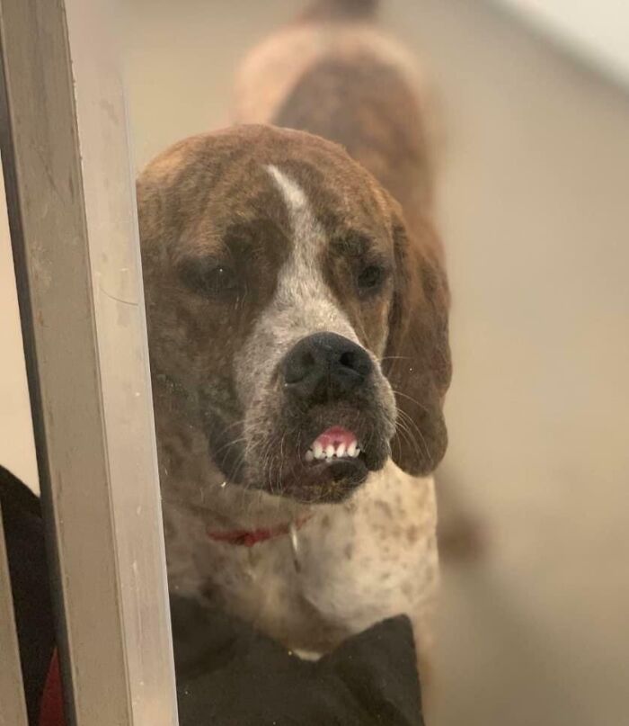 Unphotogenic dog showing crooked teeth and funny expression behind glass, one of hilariously unphotogenic animal pics.