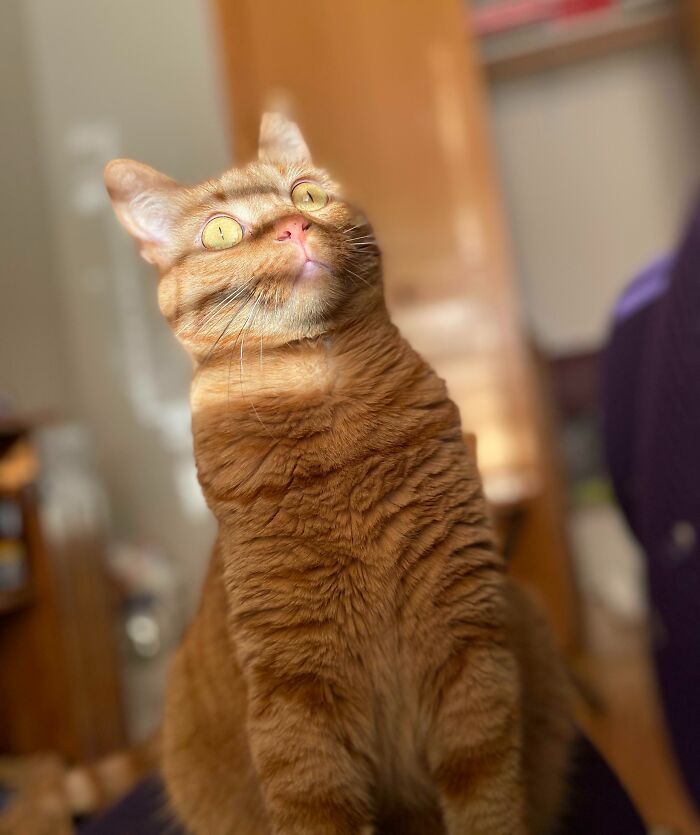 Unphotogenic orange tabby cat with wide eyes looking upward, captured in a candid and humorous moment indoors.