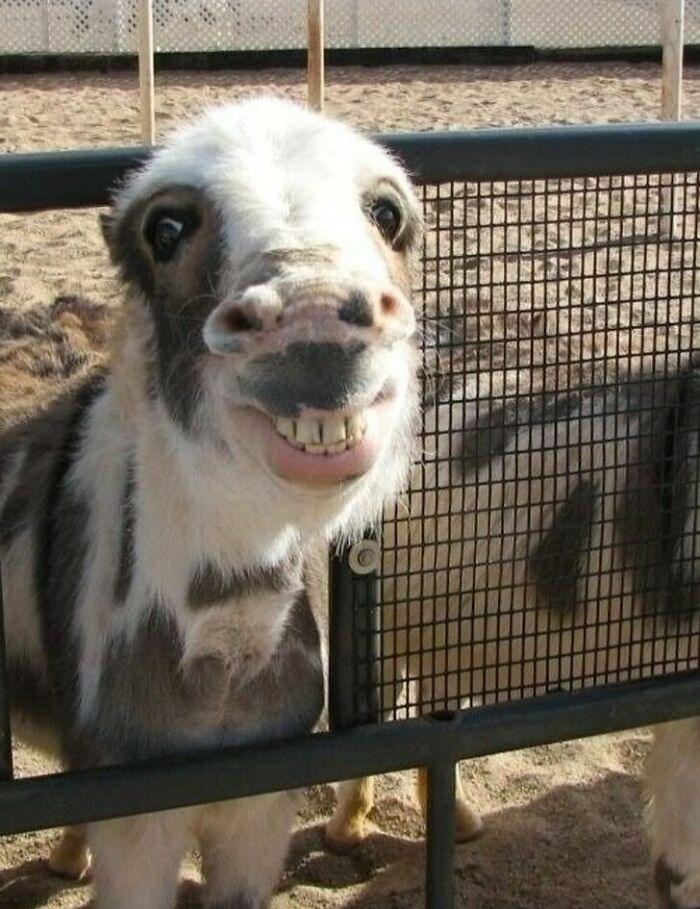 Goofy unphotogenic animal with a funny face showing teeth behind a fence in outdoor sandy enclosure.