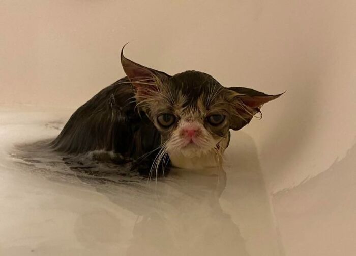 Wet cat with droopy ears and a grumpy expression in a bath, one of the hilariously unphotogenic animal pics.