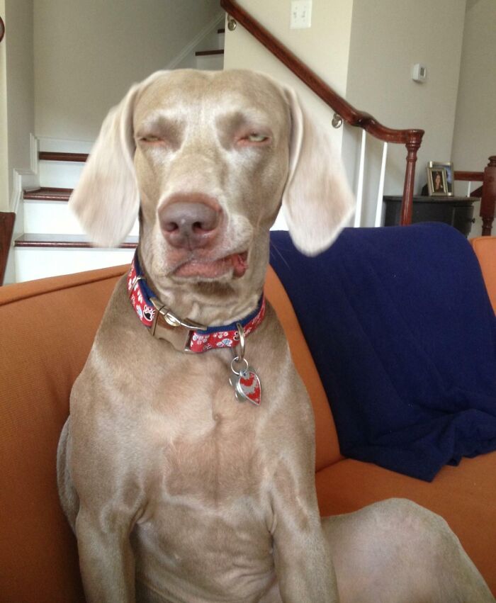 Unphotogenic dog with funny facial expression sitting on an orange couch in a living room setting.