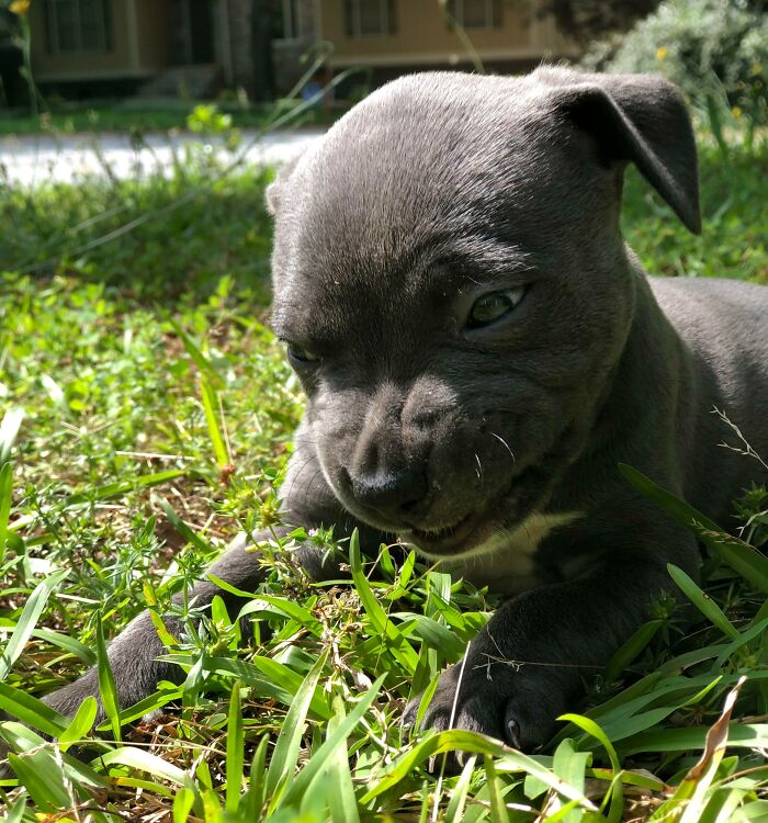 Gray puppy making a funny face while lying in the grass in a collection of hilariously unphotogenic animal pics.