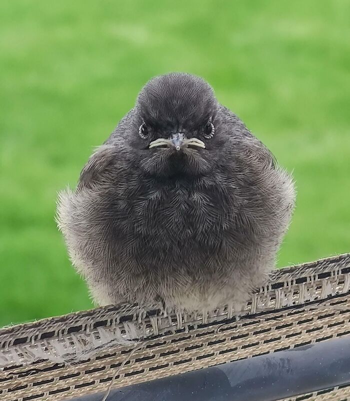 Fluffy unphotogenic bird perched on a woven surface with a green blurred background, capturing hilarious animal moments.