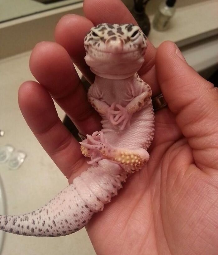 A close-up of a hilariously unphotogenic leopard gecko held gently in a person's hand showing its unique pose and expression.