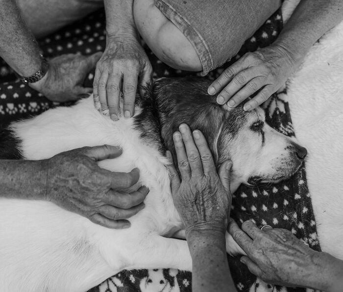 Elderly hands gently touching a dog, capturing touching final moments between pets and their humans in black and white.