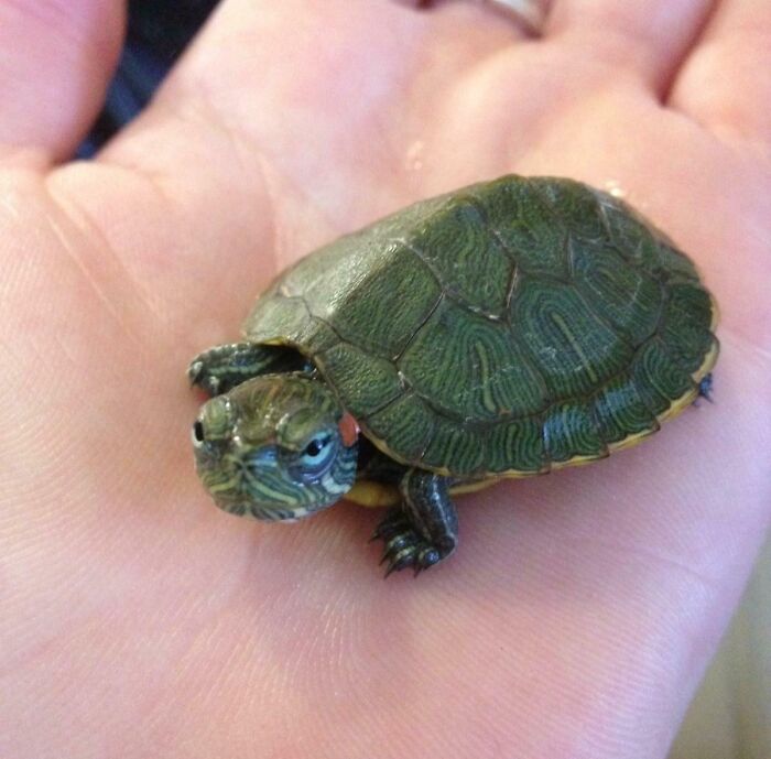 Tiny unphotogenic turtle with patterned shell resting on a person's open palm, showcasing unphotogenic animal charm.