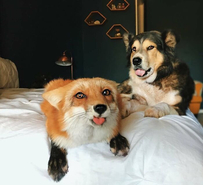Unphotogenic fox and dog lying on a bed, both with their tongues sticking out in a funny and cute moment.