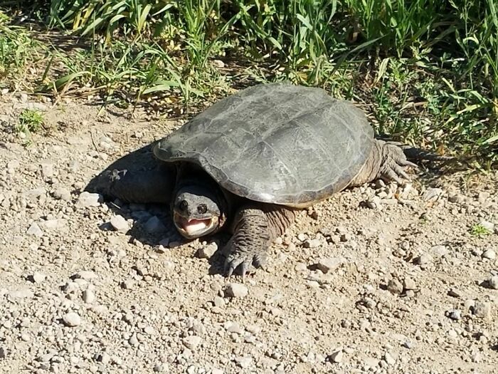Unphotogenic turtle with a funny expression on a gravel path near grass in a natural outdoor setting.