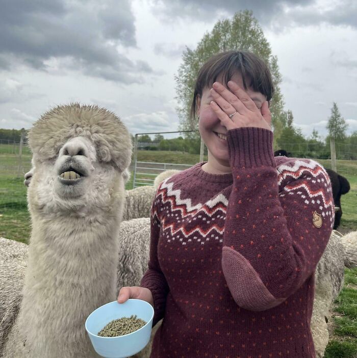 A person laughing and covering their face next to a fluffy alpaca in an outdoor setting, hilariously unphotogenic animal pic.