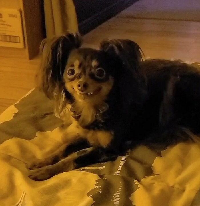 Small dog with wide eyes and funny expression lying on a bed, one of the unphotogenic animal pics.