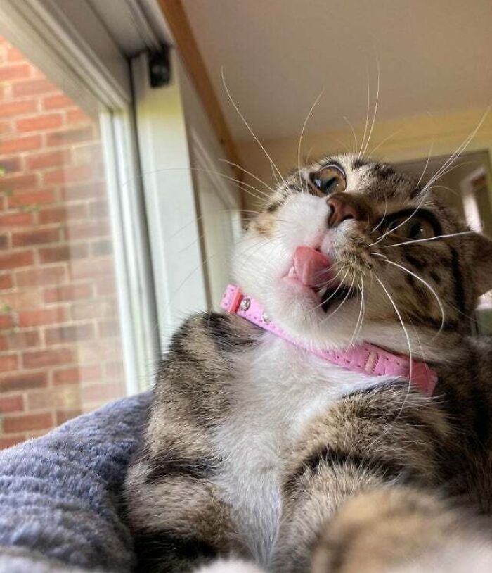 Unphotogenic cat making a funny face with tongue out, wearing a pink collar by a window.