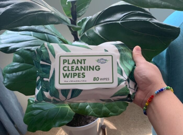 Hand holding plant cleaning wipes package in front of a large green leafy plant as clever finds under $20.