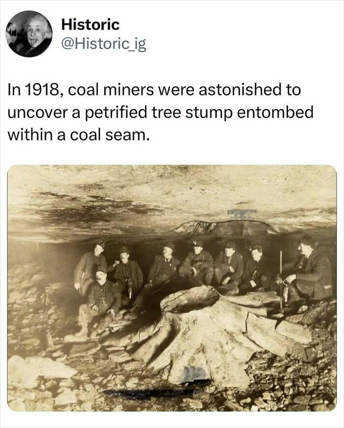 Coal miners in 1918 discovering a petrified tree stump inside a coal seam, an interesting historic photo with story.