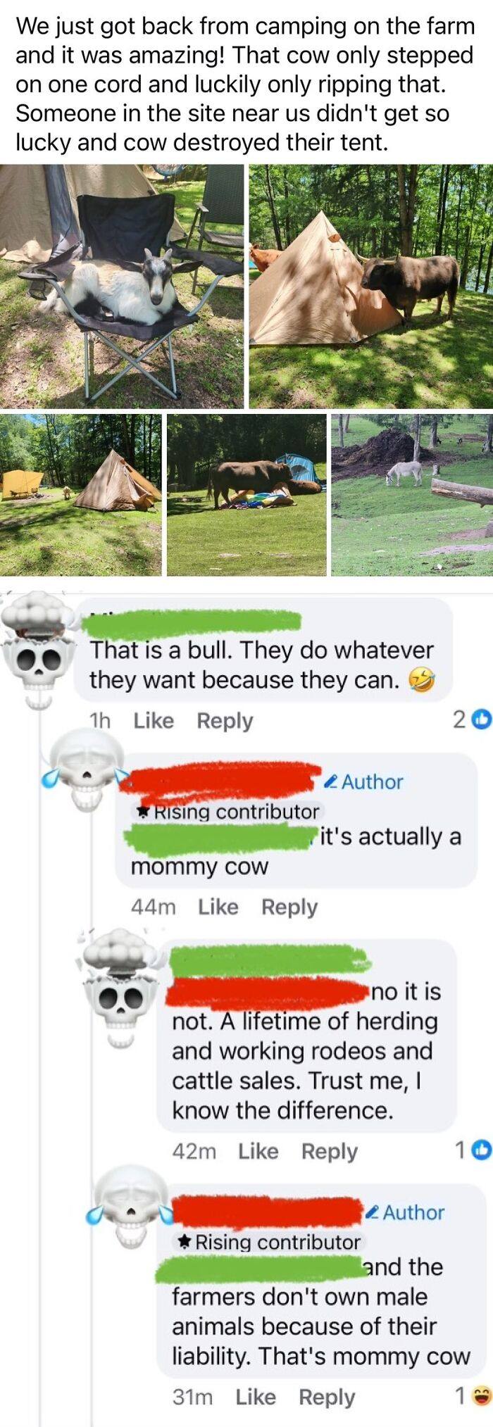 Goat relaxing in chair, cow near damaged tent, and social media comments shaming overconfident know-it-alls correcting animal facts.