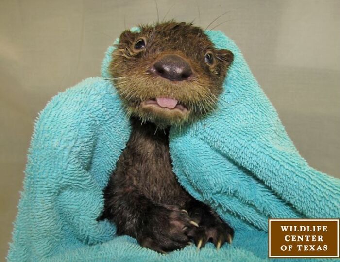 Unphotogenic otter wrapped in a blue towel with a funny expression in a hilariously unphotogenic animal pics collection.