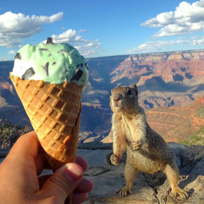 A playful squirrel posing with a mint chocolate chip ice cream cone at a scenic canyon during a vacation pic comedy moment.