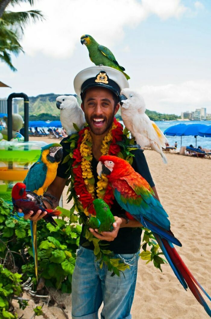 Man wearing captain hat and colorful leis on beach with multiple vibrant parrots in a funny vacation pic moment.