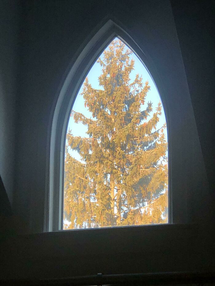 View of a tall pine tree framed perfectly in an arched window, a rare coincidence that looks photoshopped but isn’t.