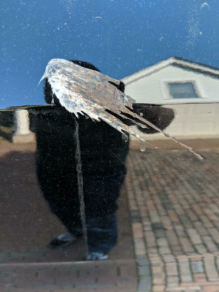 Bird droppings on a reflective surface create a rare coincidence photo that looks almost photoshopped but is real.