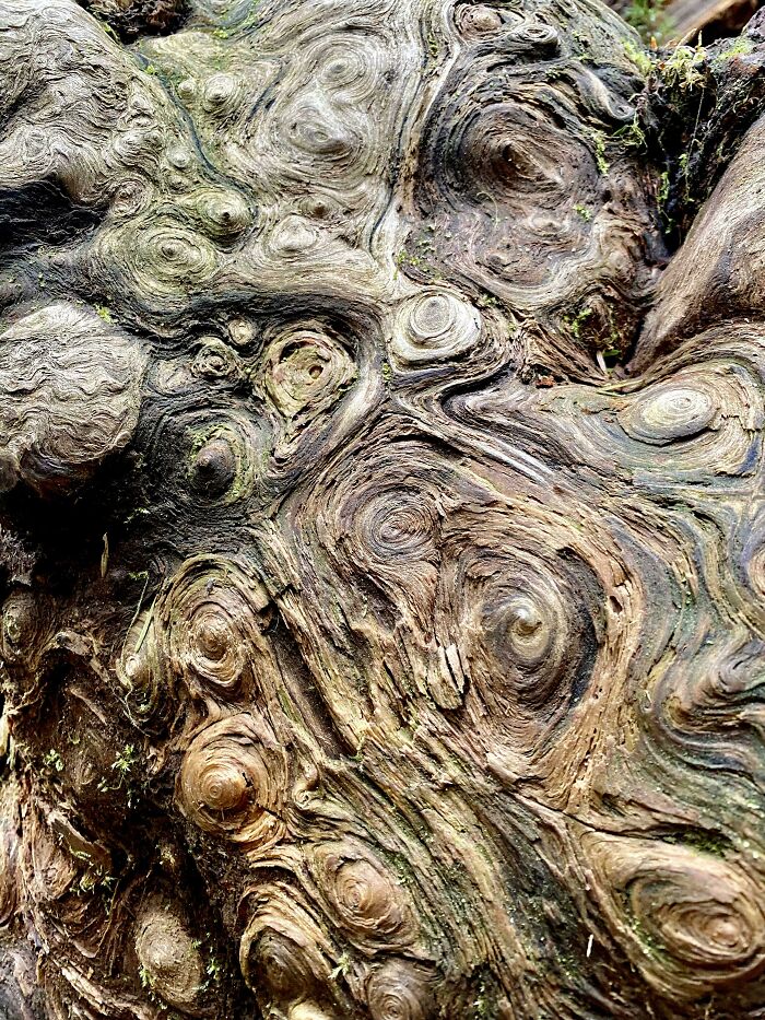 Close-up of textured tree bark with natural patterns resembling rare coincidences in nature, appearing almost photoshopped.