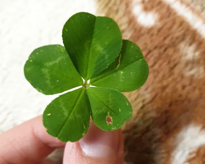 Close-up of a rare four-leaf clover held between fingers, showcasing natural rare coincidences in nature.