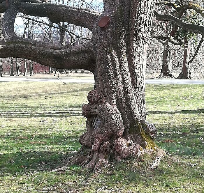 Tree trunk shaped like a rare coincidence, resembling a person hugging the base of the tree in a grassy park setting.