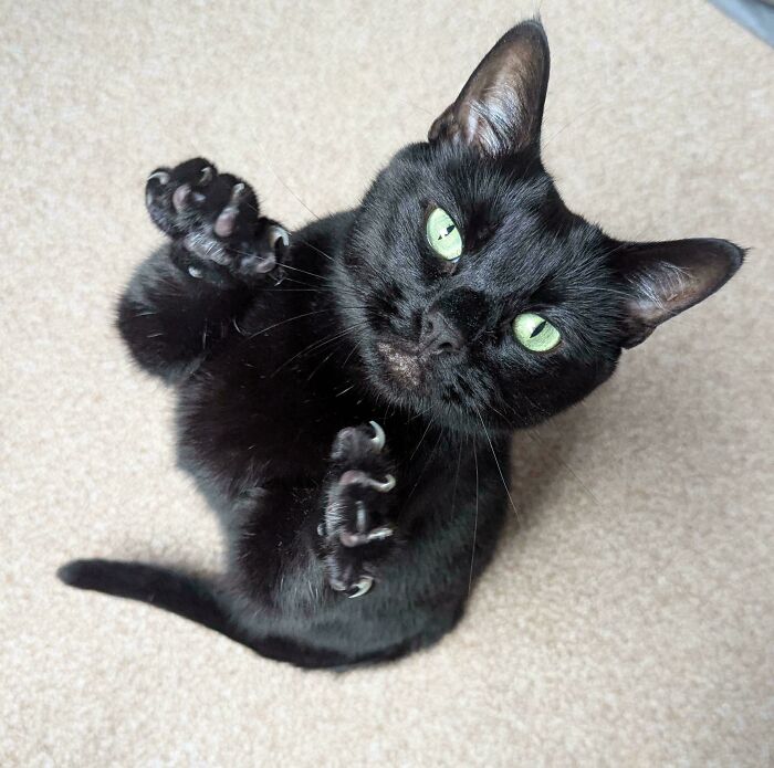 An overhead view of a black cat with green eyes showing off a sharp cat claw