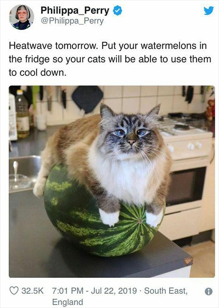 Cat lounging on a watermelon in a kitchen, illustrating the hot mess heatwaves cause worldwide this year.