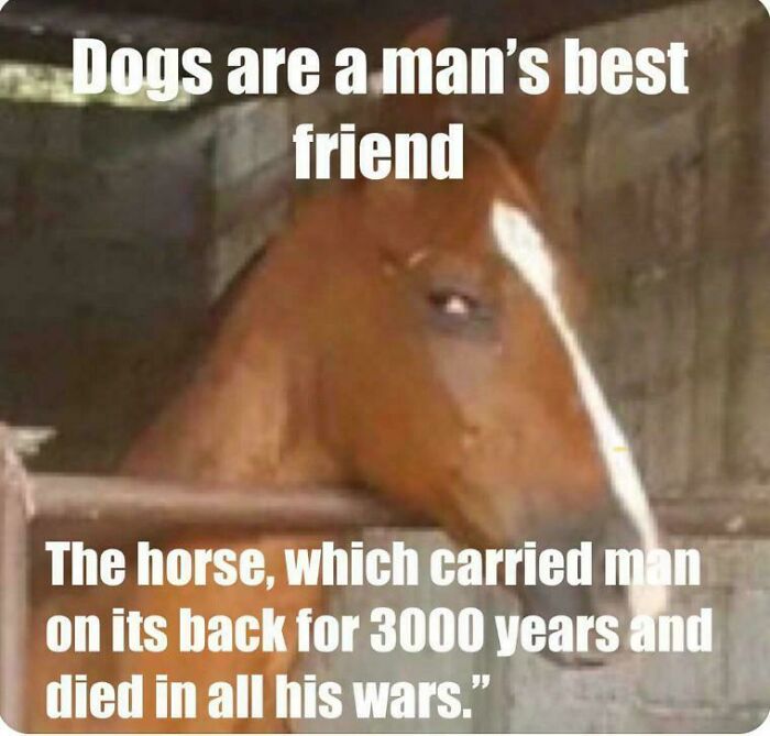 Horse meme highlighting its role in wars, part of funniest memes explaining the Middle Ages humorously.