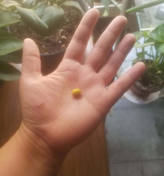 A small yellow fruit seed held in an open hand, illustrating harvesting size differences in gardening.