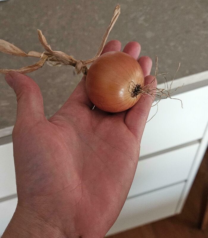 Small onion held in hand showing a funny harvesting size contrast for hilarious harvesting pics that prove size matters.