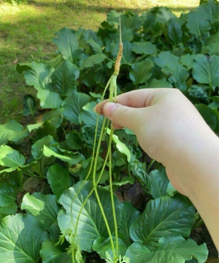 Hand holding a tiny, thin carrot freshly harvested from a garden with large green leafy plants nearby.