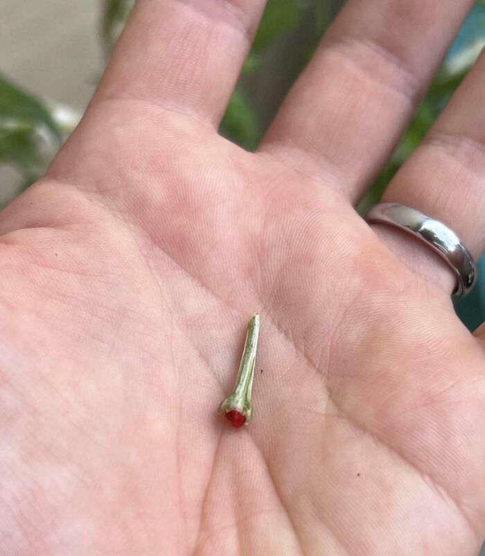 Small harvested plant part held in a hand with a silver ring, illustrating size in hilarious harvesting pics.