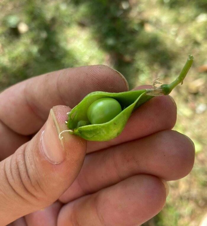 Close-up of a hand holding a small green pea pod, illustrating size in harvesting pics humorously.