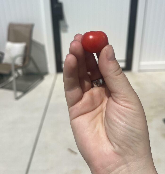Hand holding a tiny red tomato outdoors, illustrating hilarious harvesting pics that prove size actually does matter.